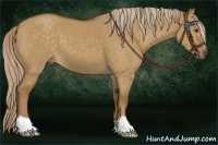 Horse Color:Chocolate Palomino Dun 