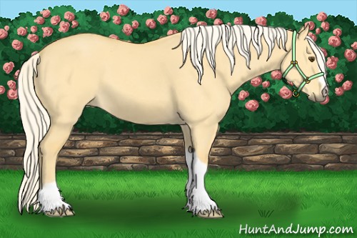 Horse Color:Palomino Dun