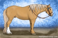 Horse Color:Palomino 