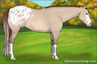 Horse Color:Sable Champagne Dun Splash Appaloosa 