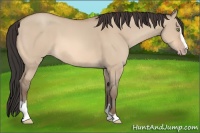 Horse Color:Amber Champagne Dun Sabino 