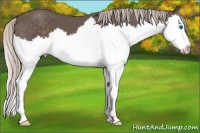 Horse Color:Silver Black Splash