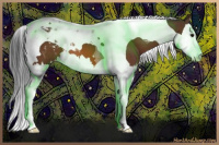 Horse Color:Bay Splash Tobiano Appaloosa 