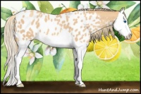 Horse Color:Gold Champagne Splash Near Leopard