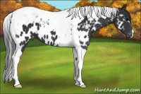Horse Color:Black Tobiano Appaloosa 