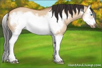 Horse Color:Bay Dun Splash Frame
