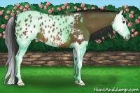 Horse Color:Bay Splash Appaloosa 