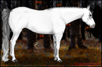 Horse Color:White Spotted Black Splash Frame Appaloosa