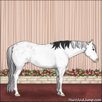 Horse Color:Bay Sabino Splash Near Leopard 