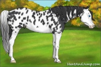 Horse Color:Black Splash Appaloosa 