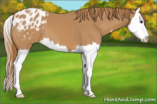 Horse Color:Chestnut Splash Appaloosa 