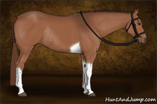 Horse Color:Liver Chestnut Sabino Tobiano Rabicano 