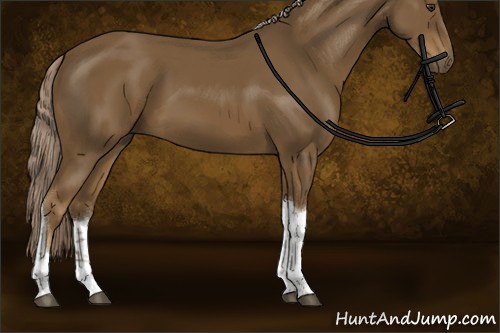 Horse Color:Chocolate Palomino Sabino Tobiano Rabicano