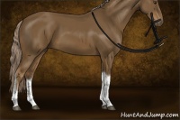Horse Color:Chocolate Palomino Sabino Tobiano Rabicano