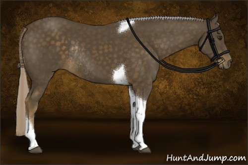 Horse Color:Chocolate Palomino Sabino Tobiano Rabicano
