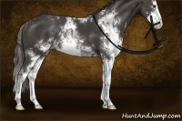 Horse Color:Liver Chestnut Sabino Splash Rabicano 