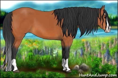 Horse Color:Bay Splash 