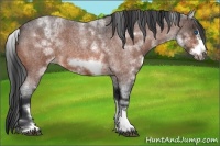 Horse Color:White Spotted Brown Roan Frame 