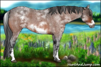 Horse Color:White Spotted Bay Roan Frame 