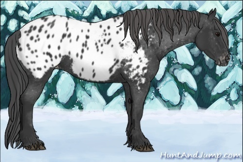 Horse Color:Black Near Leopard