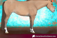 Horse Color:Amber Champagne 