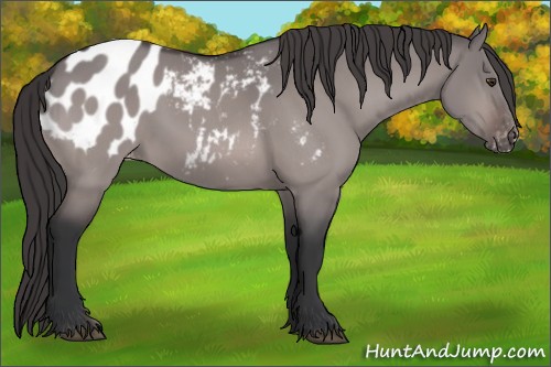 Horse Color:Platinum Brown Dun Appaloosa Rabicano 