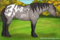 Horse Color:Platinum Brown Dun Blanket Rabicano 