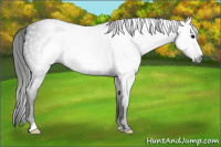 Horse Color:Gray Blue Roan Frame