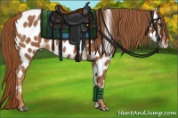 Horse Color:Chestnut Near Leopard