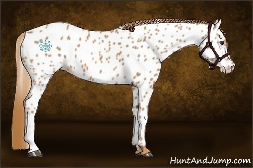 Horse Color:Chestnut Near Leopard
