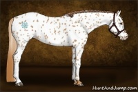 Horse Color:Chestnut Near Leopard