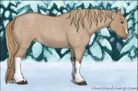 Horse Color:Red Dun Roan 