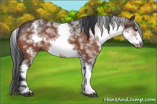 Horse Color:White Spotted Brown Roan Frame