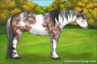 Horse Color:White Spotted Brown Roan Frame