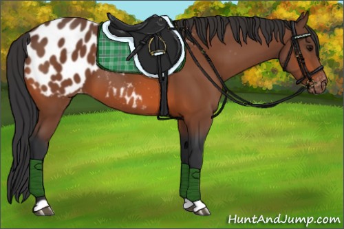 Horse Color:Bay Appaloosa 