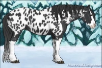 Horse Color:Black Splash Near Leopard
