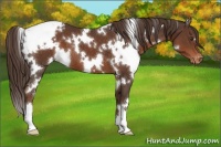 Horse Color:White Spotted Liver Chestnut Varnish