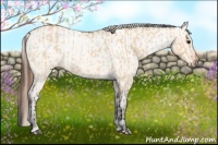 Horse Color:Bay Roan Dun and Bay Roan Dun Appaloosa