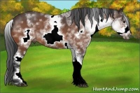 Horse Color:White Spotted Brown Roan Frame 