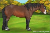 Horse Color:Brown Sabino