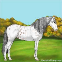 Horse Color:White Spotted Bay Appaloosa 