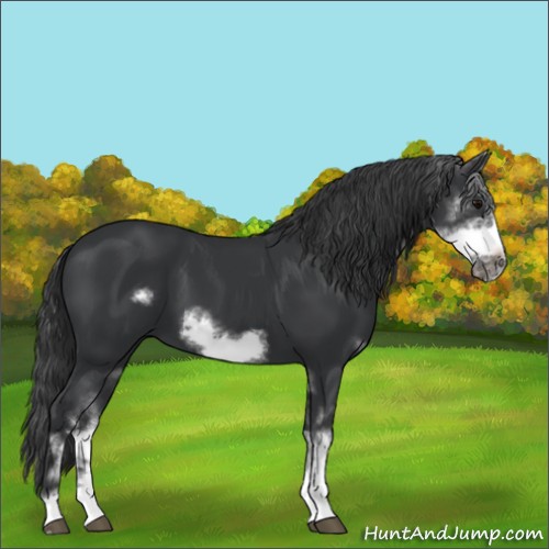 Horse Color:Black Sabino Frame 
