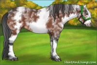 Horse Color:White Spotted Bay Roan Frame