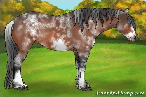 Horse Color:White Spotted Bay Roan Frame