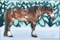 Horse Color:White Spotted Bay Roan Frame 