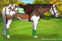 Horse Color:Bay Splash Appaloosa 