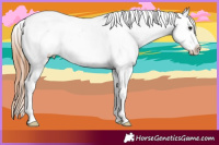 Horse Color:Bay Splash Appaloosa 
