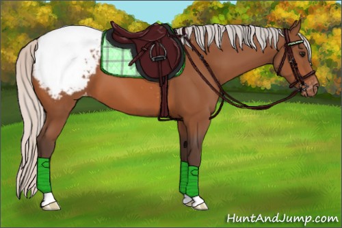 Horse Color:Silver Bay Appaloosa 