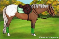 Horse Color:Silver Bay Appaloosa 