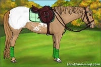 Horse Color:Chestnut Appaloosa